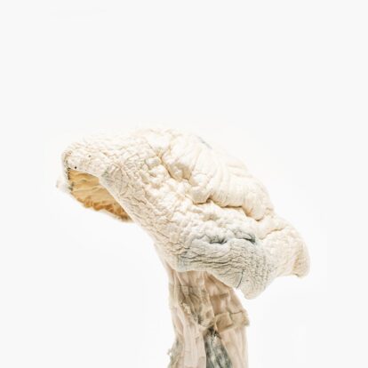 Avery’s Albino Mushrooms