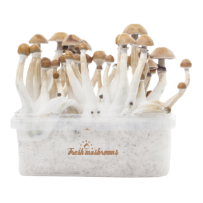Magic Mushroom Grow Kit Mexican XP by Fresh Mushrooms®